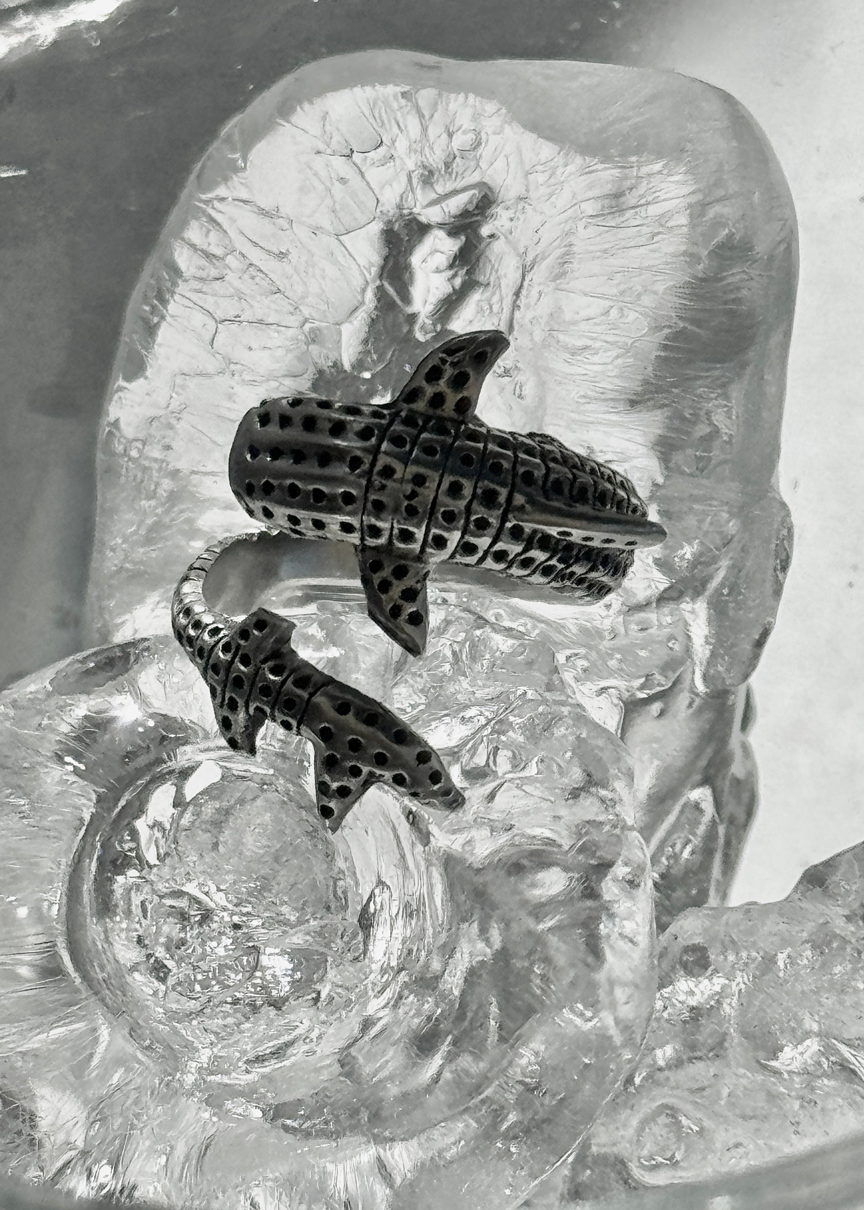 Anillo tiburón ballena