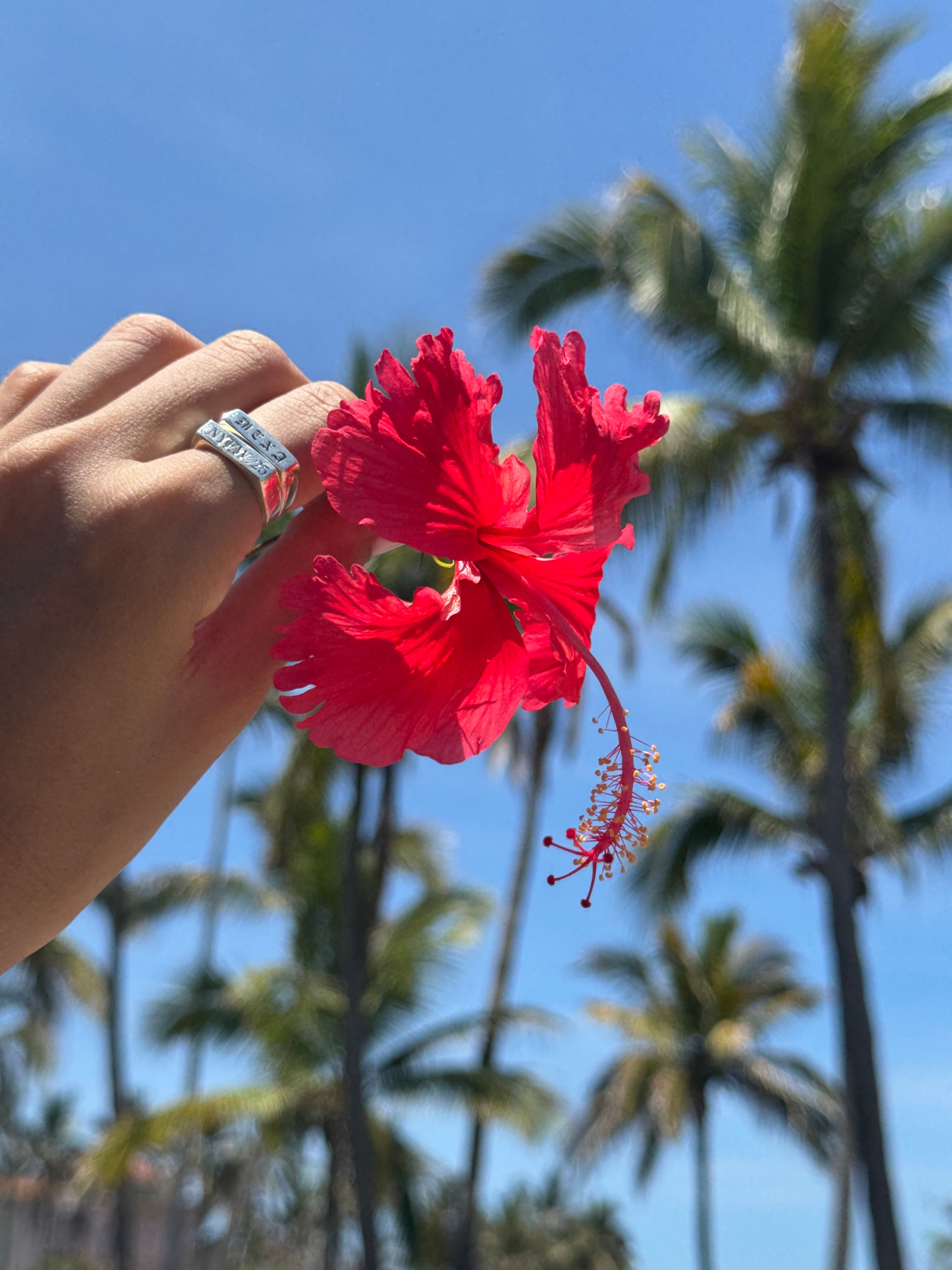 MEXA+NYFW25 anillos